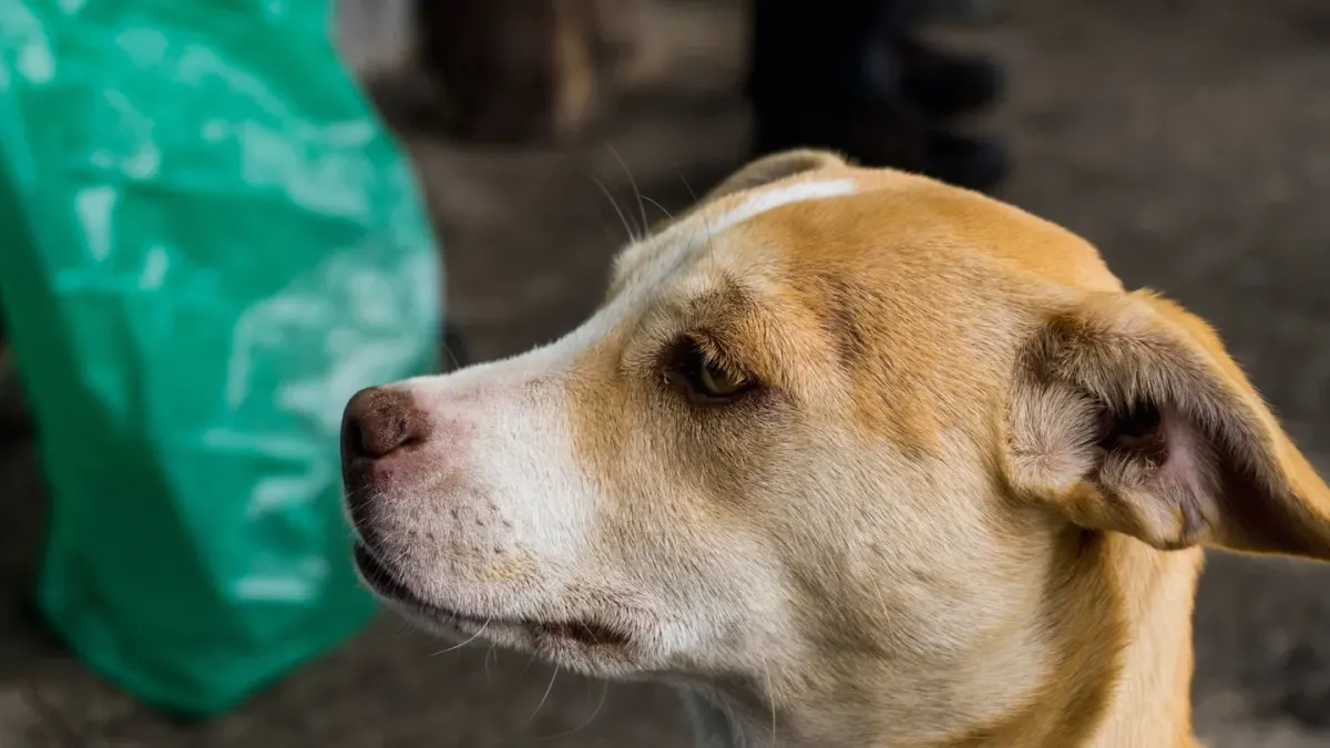 Dog looking at an owner
