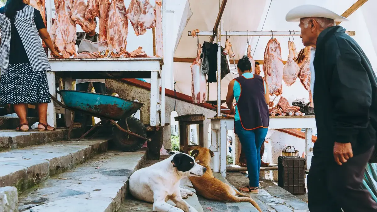 Dog owner preparing dog food kitchen