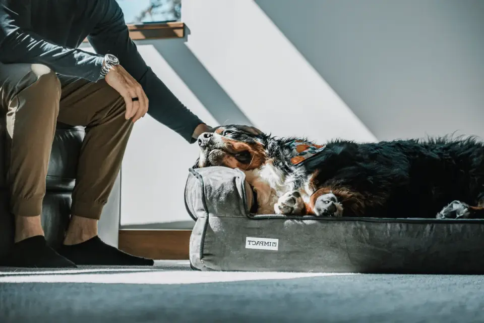 Dog resting at home