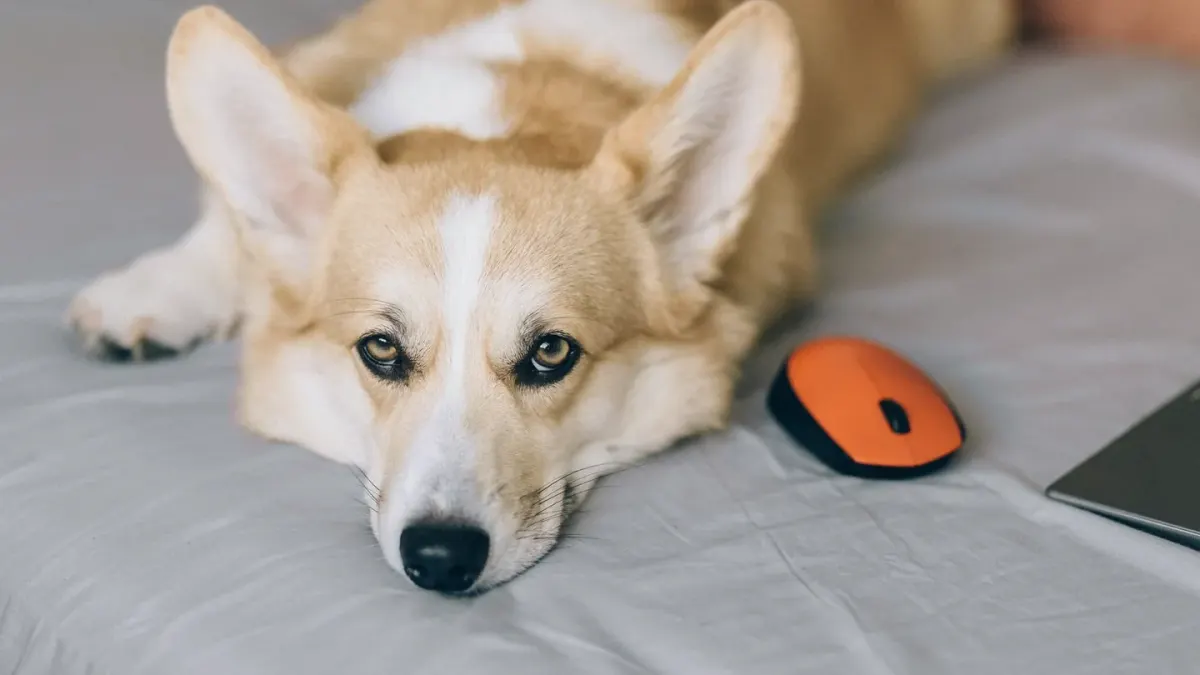 Dog resting at home