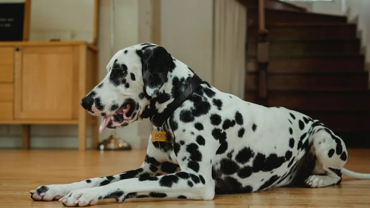 Dog resting at home