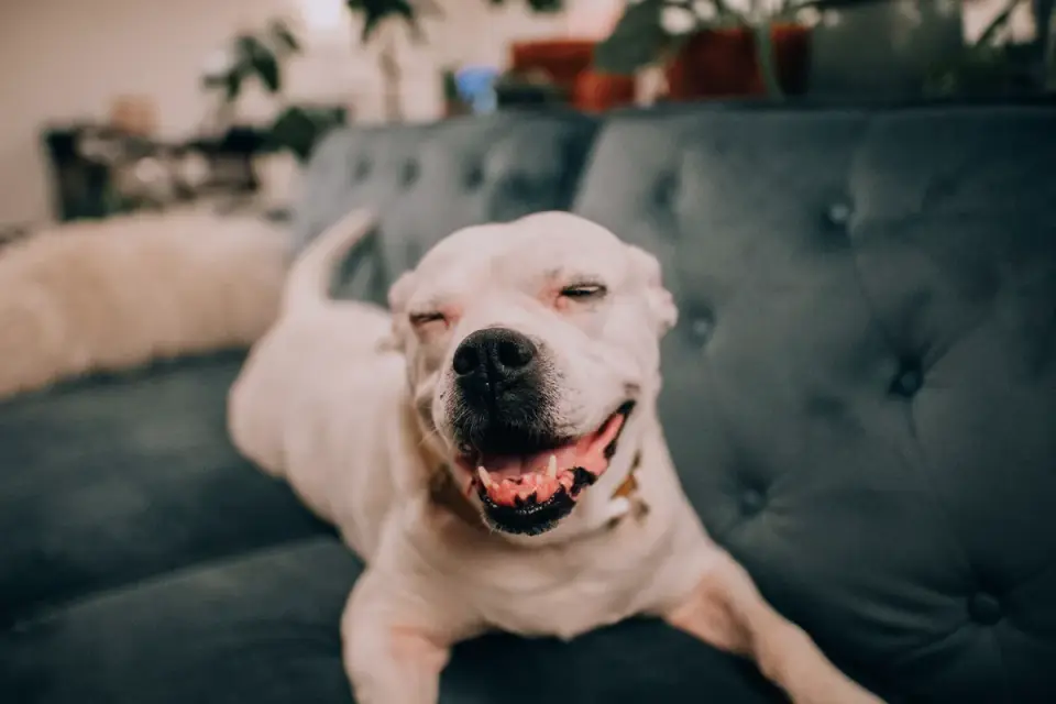 Dog resting at home