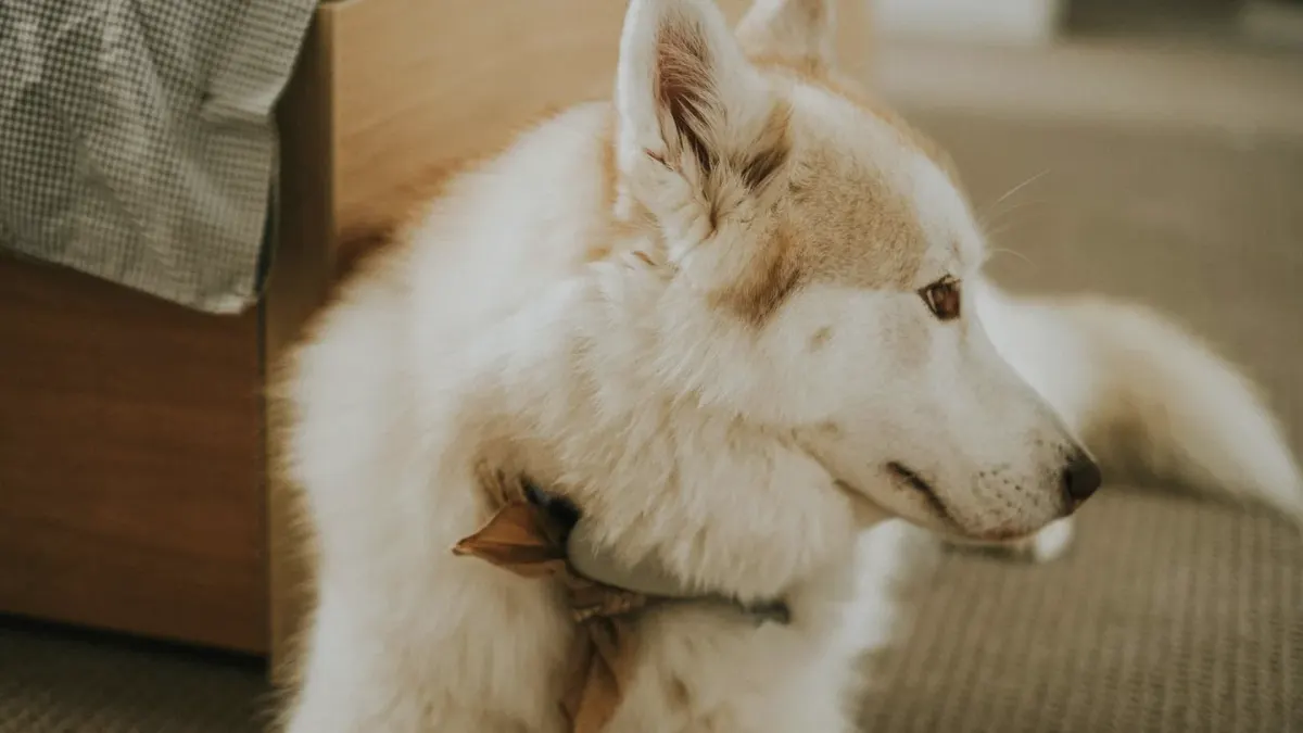 Dog resting at home
