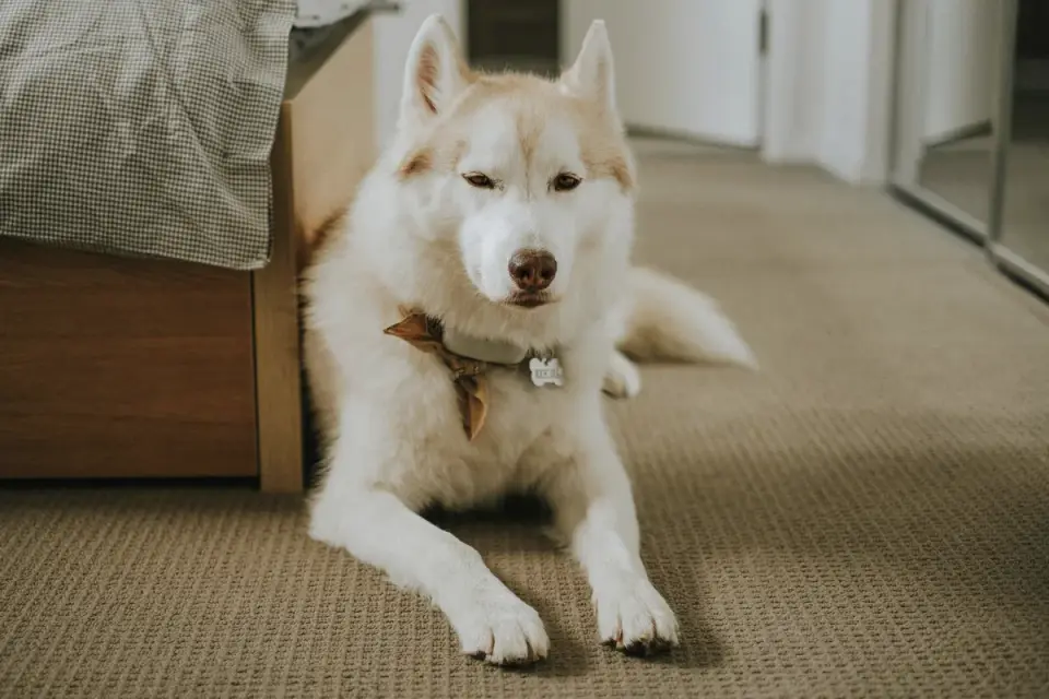 Dog resting at home