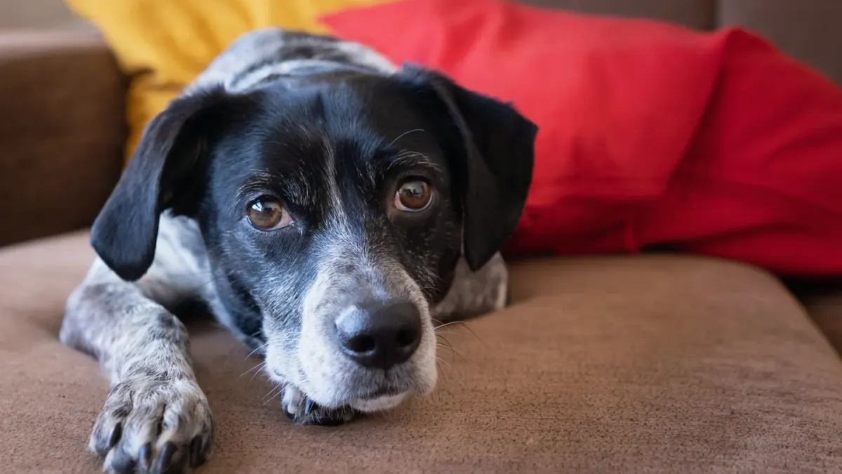 Dog resting at home