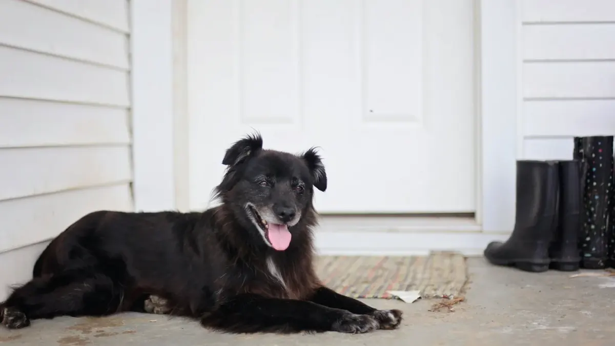 Dog resting at home