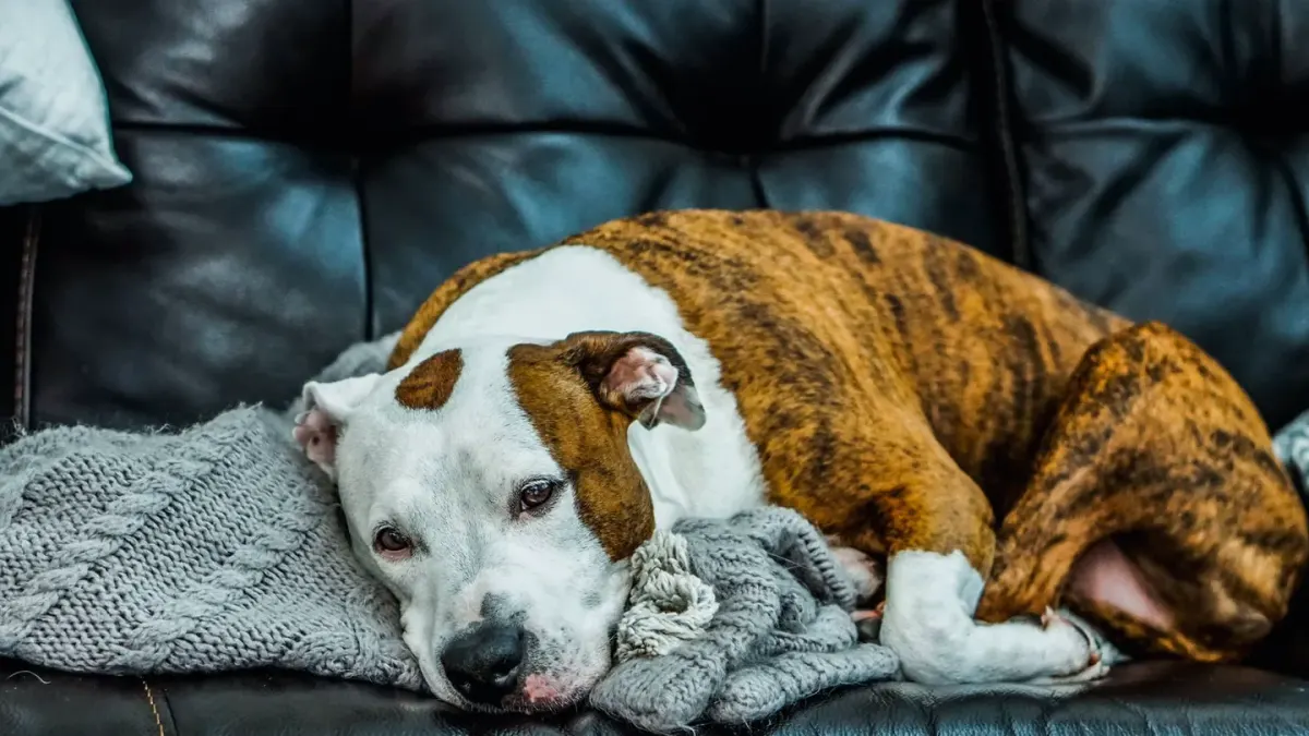 Dog resting at home