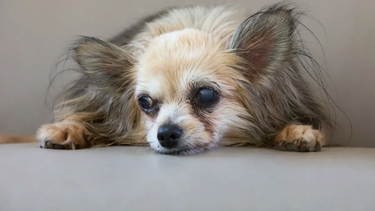 Dog resting at home