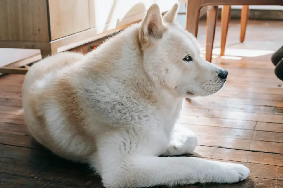 Dog resting at home