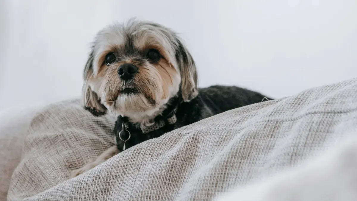 Dog resting at home