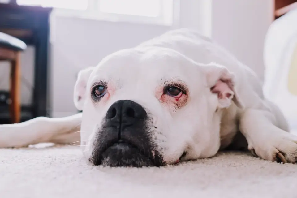 Dog resting at home