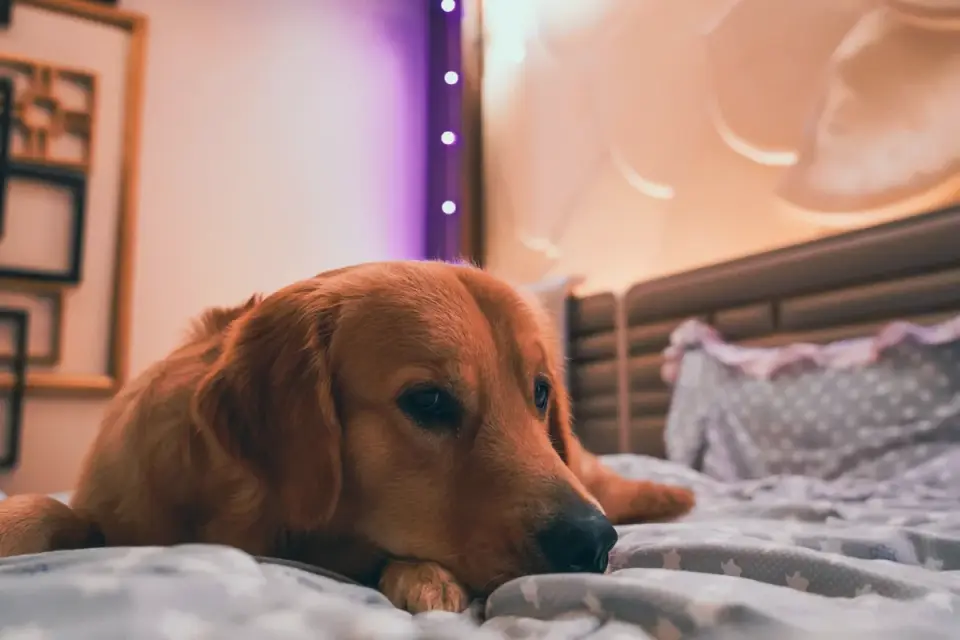 Dog resting at home