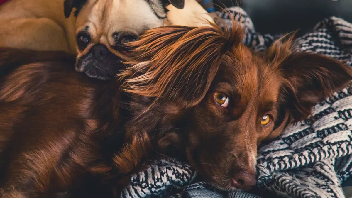 Dog resting at home