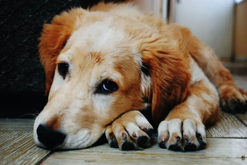 Dog resting at home