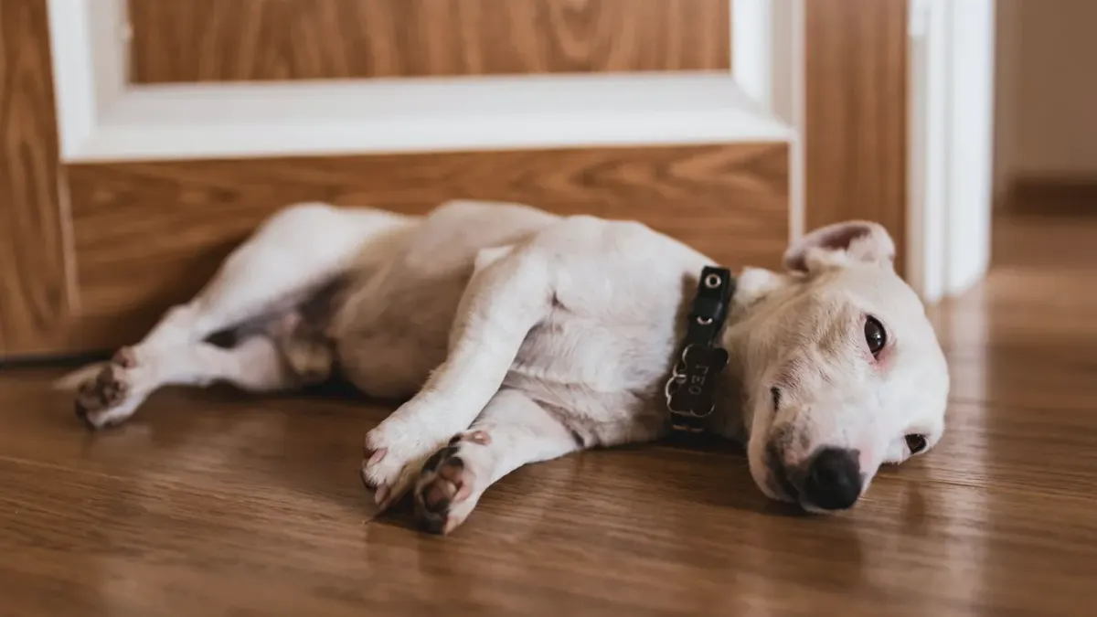 Dog resting at home