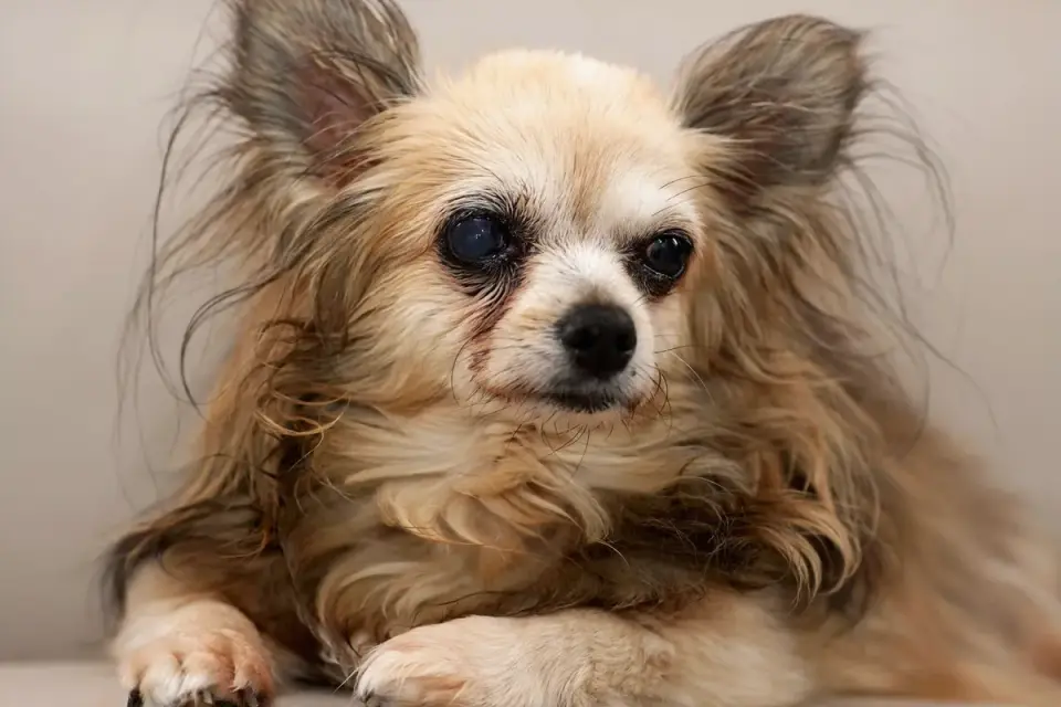 Dog resting at home