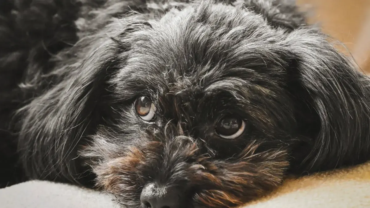 Dog resting at home