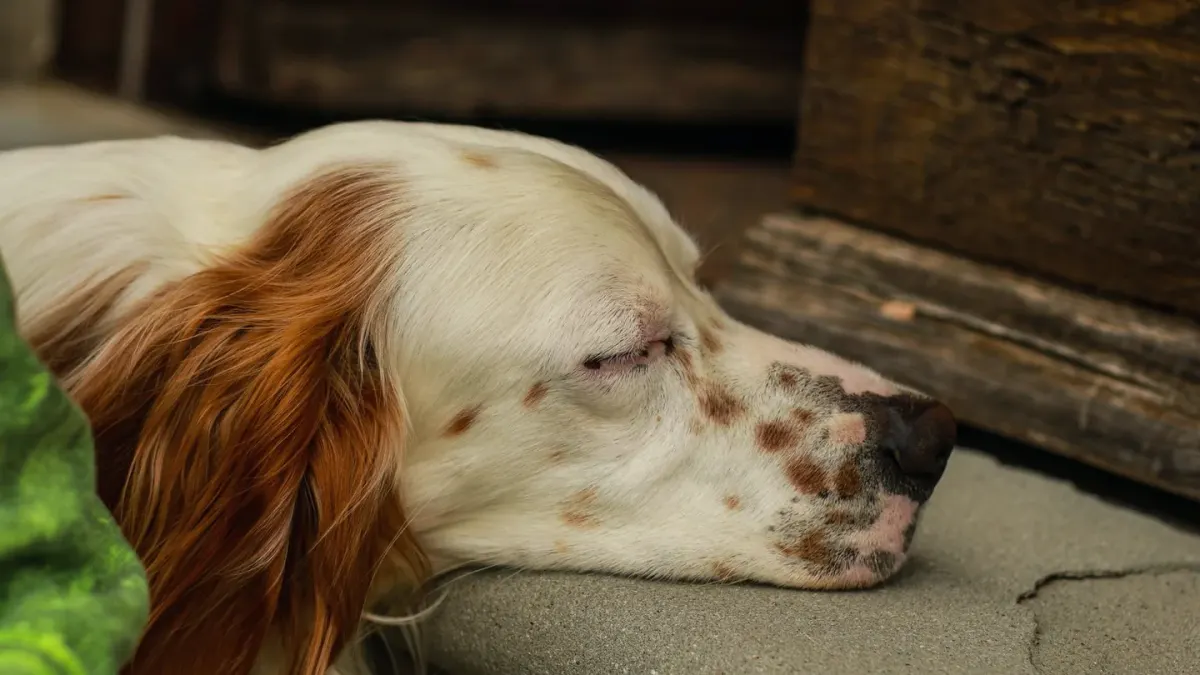 Dog resting at home