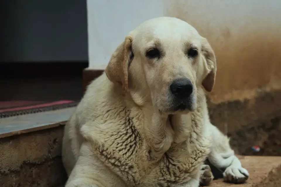 Dog resting at home