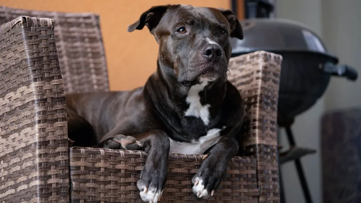 Dog resting at home