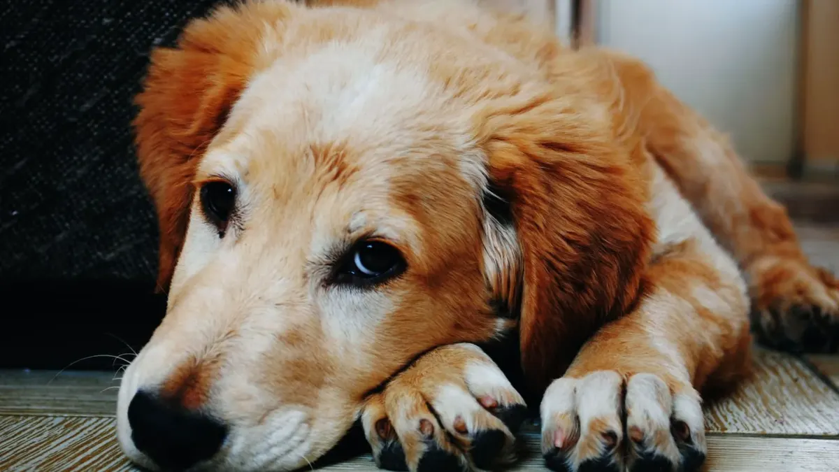 Dog resting at home