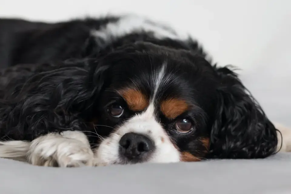 Dog resting at home