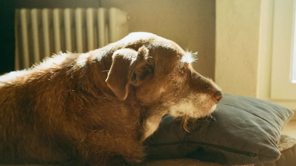 Dog resting at home