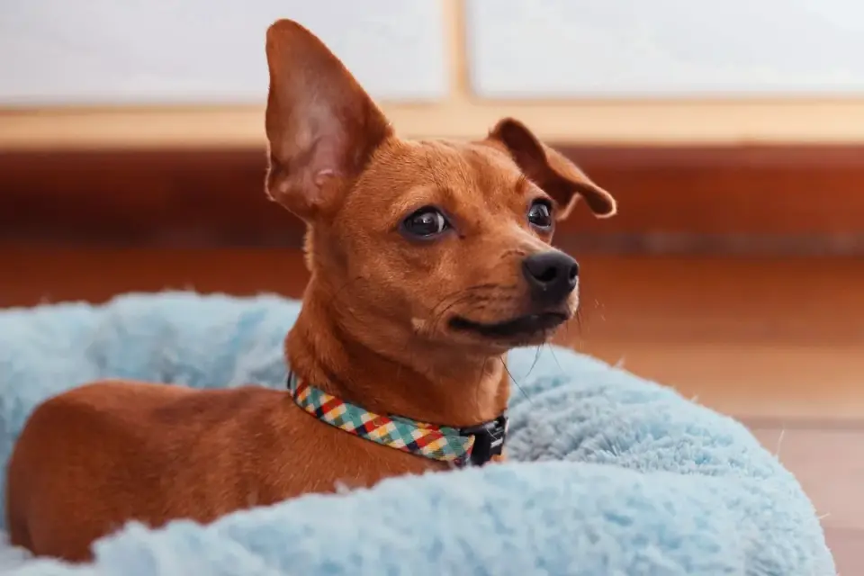 Dog resting at home