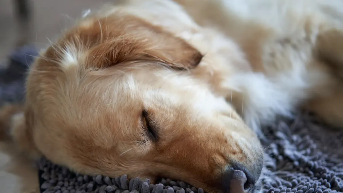 Dog resting at home