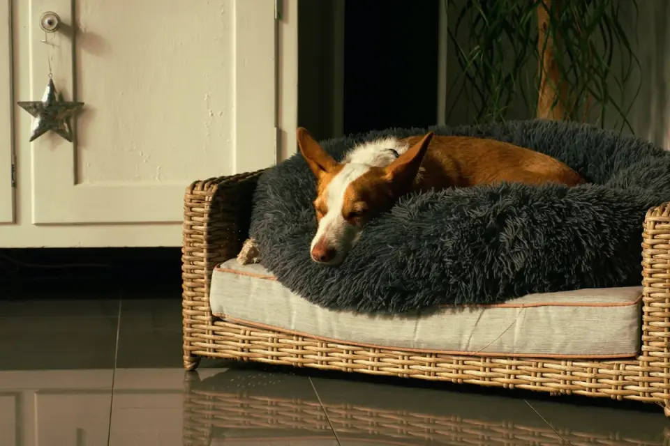 Dog resting at home