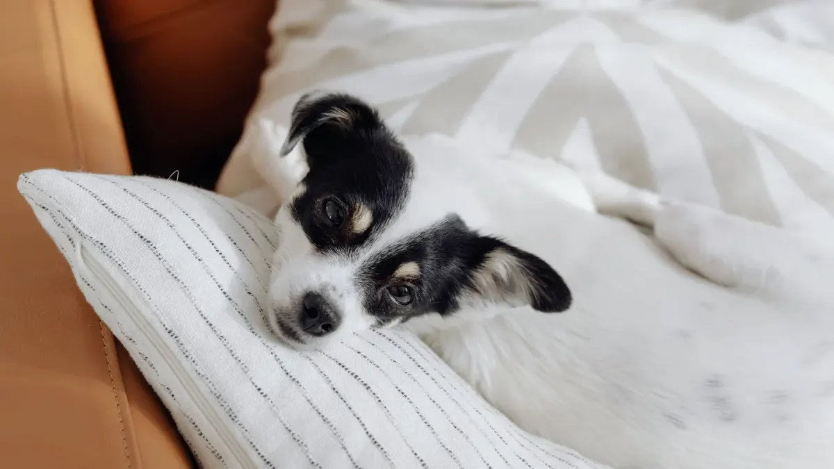 Dog resting at home