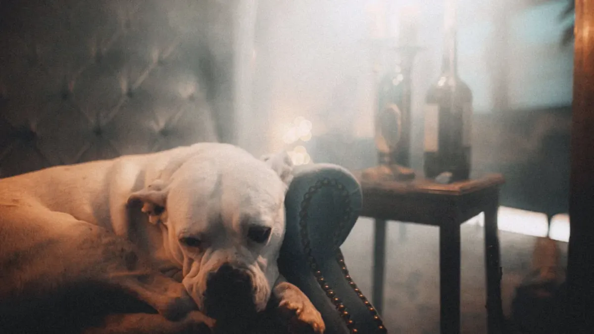 Dog resting at home