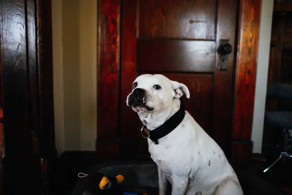 Dog resting at home