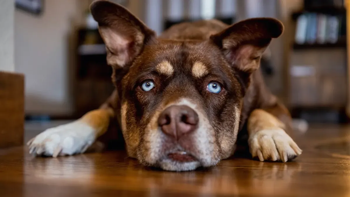 Dog resting at home