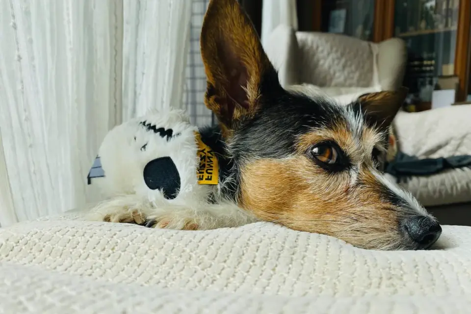 Dog resting at home