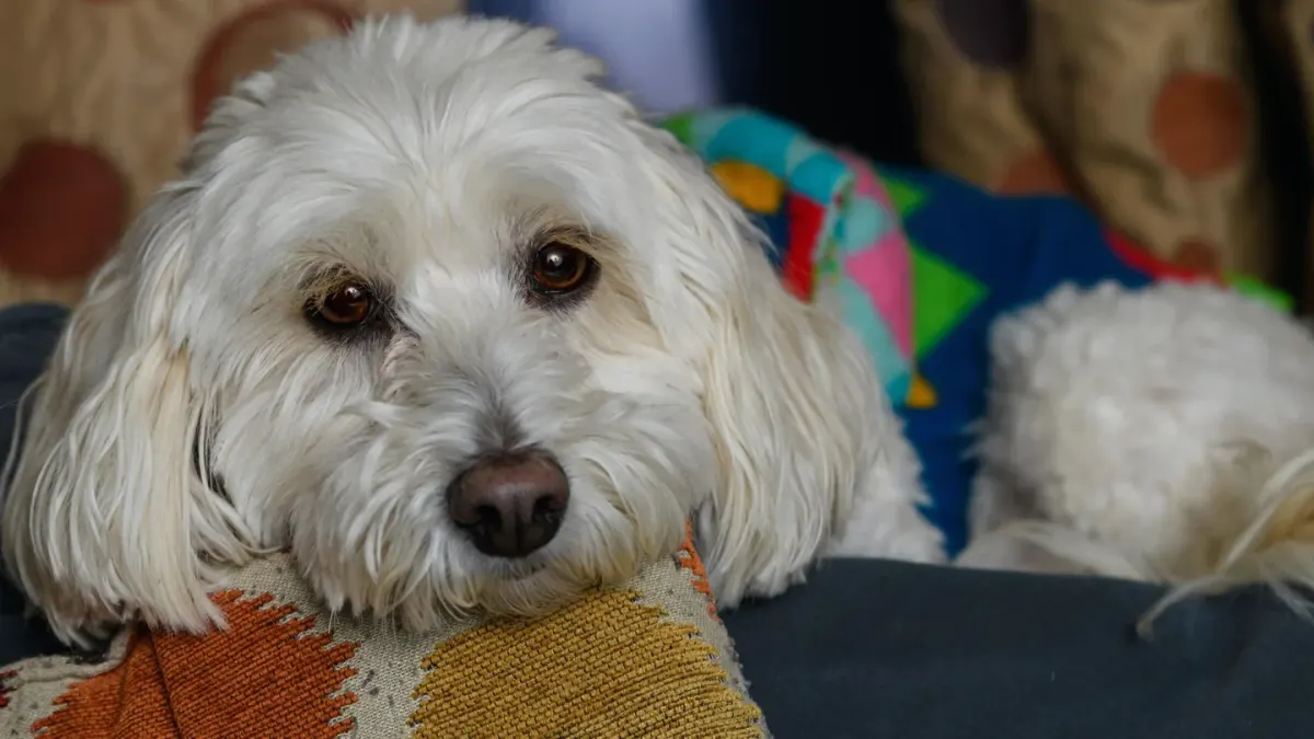 Dog resting at home