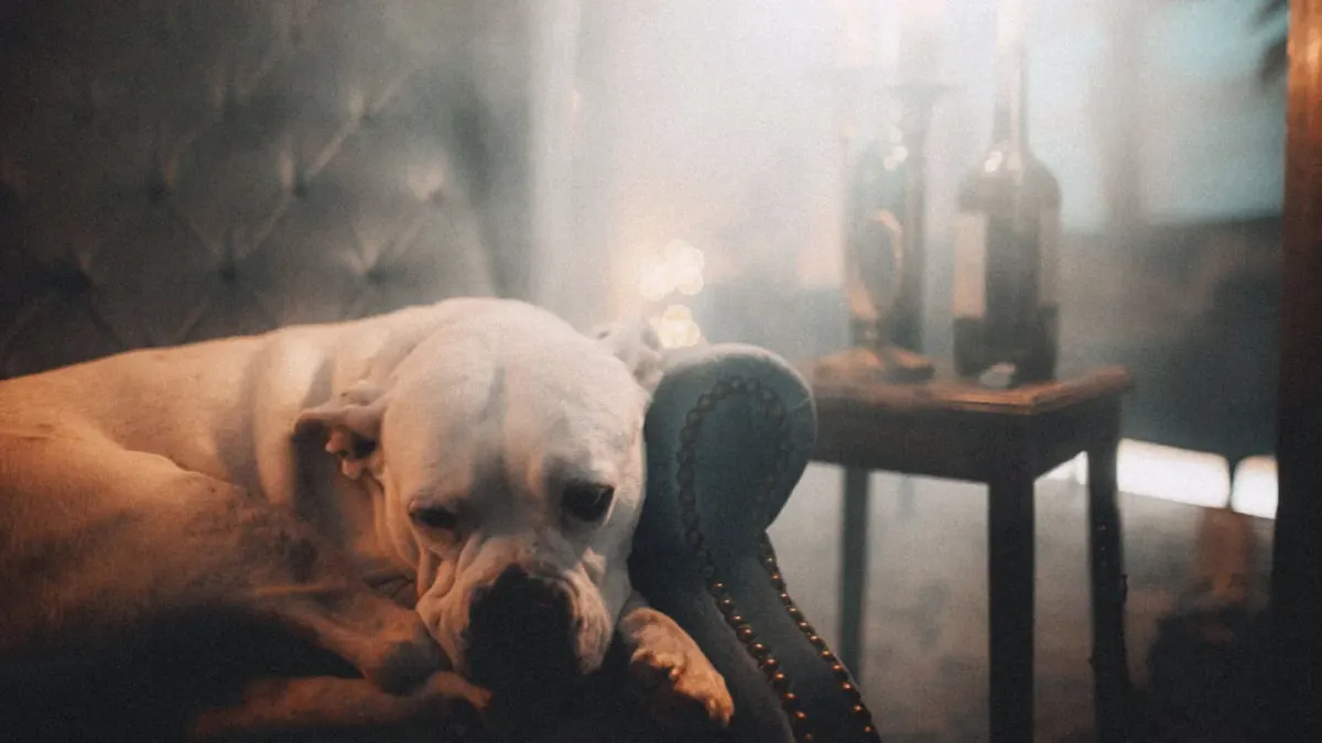 Dog resting at home