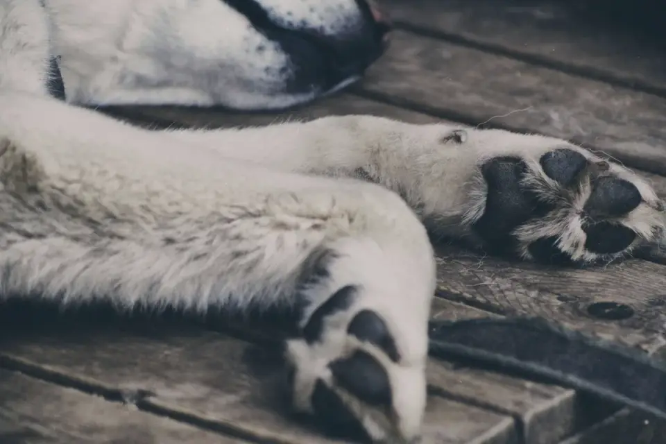 Dog resting at home