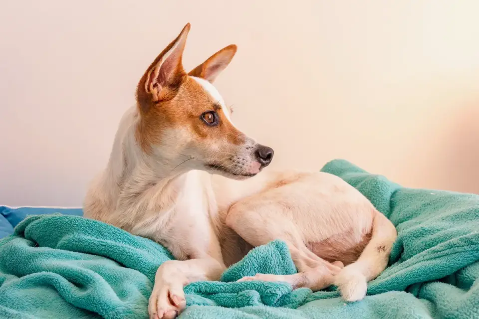 Dog resting at home