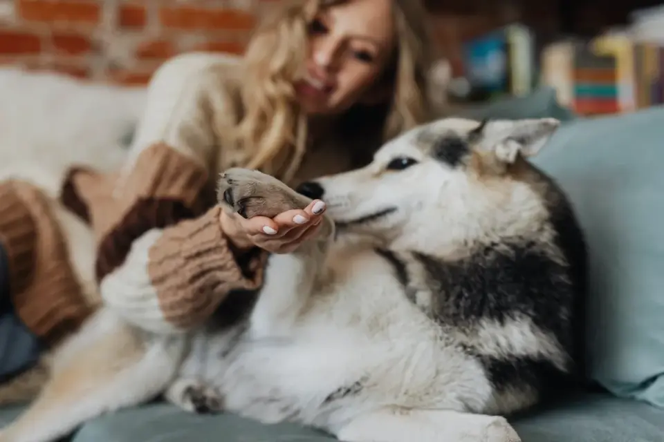 Dog resting beside an owner