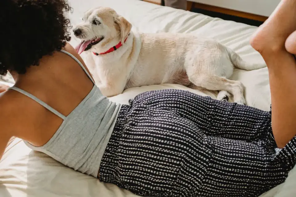 Dog resting beside an owner