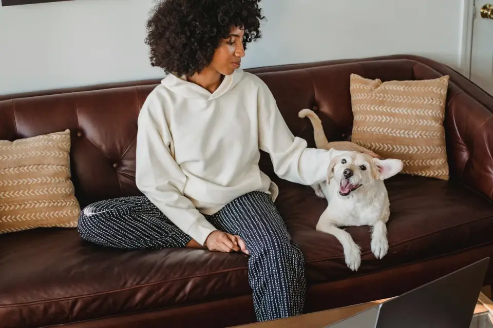 Dog resting beside an owner