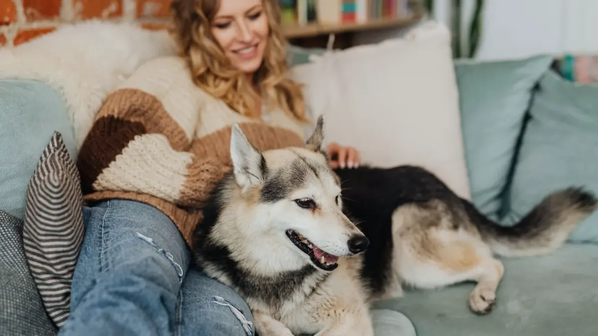 Dog resting beside an owner