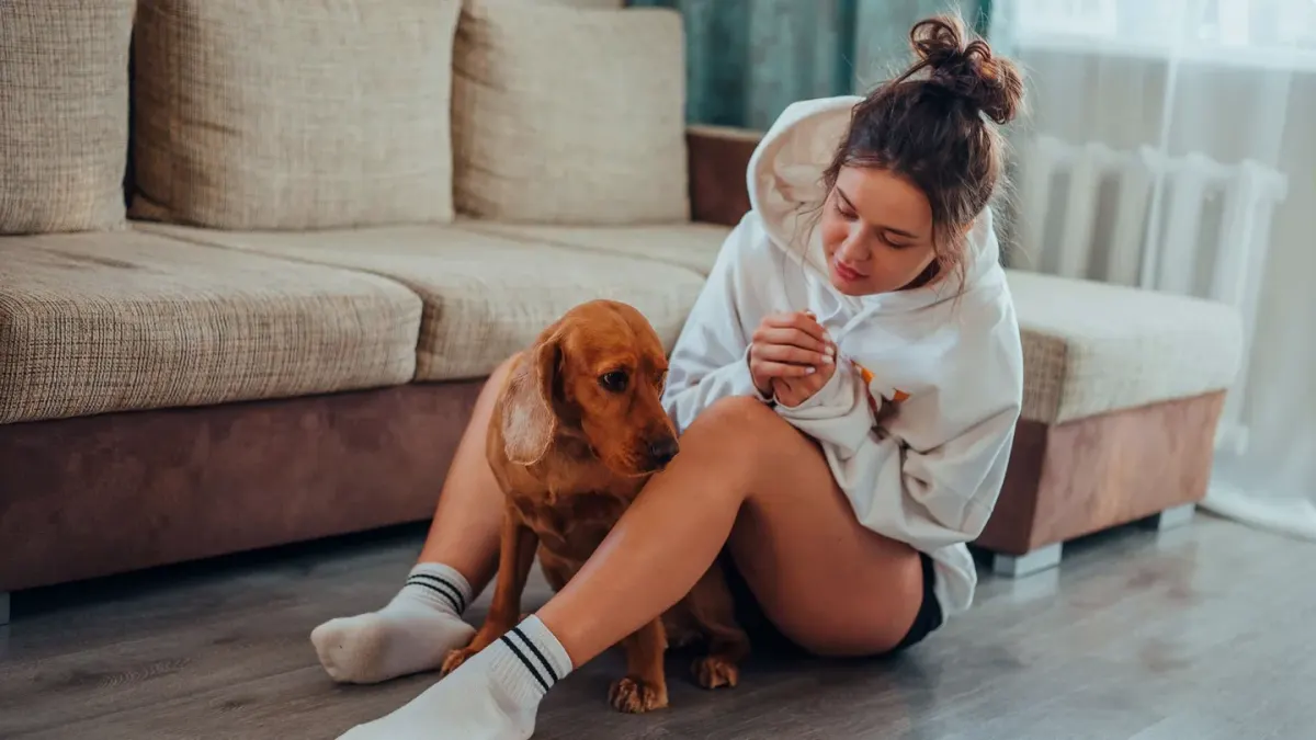 Dog resting beside an owner