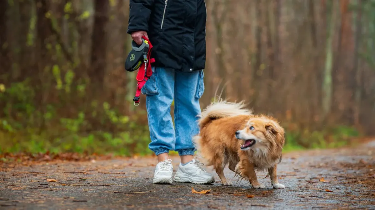 Dog walking with an owner
