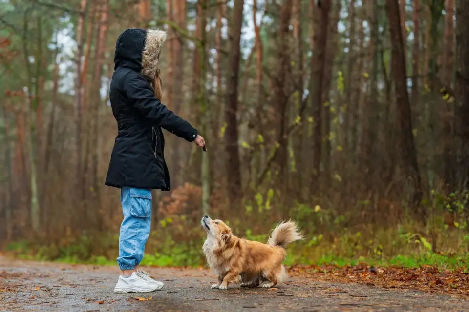Dog walking with an owner