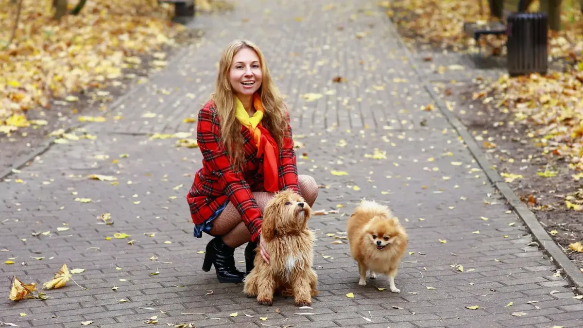 Dog walking with an owner