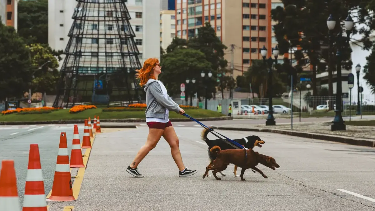 Dog walking with an owner