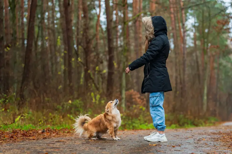 Dog walking with an owner