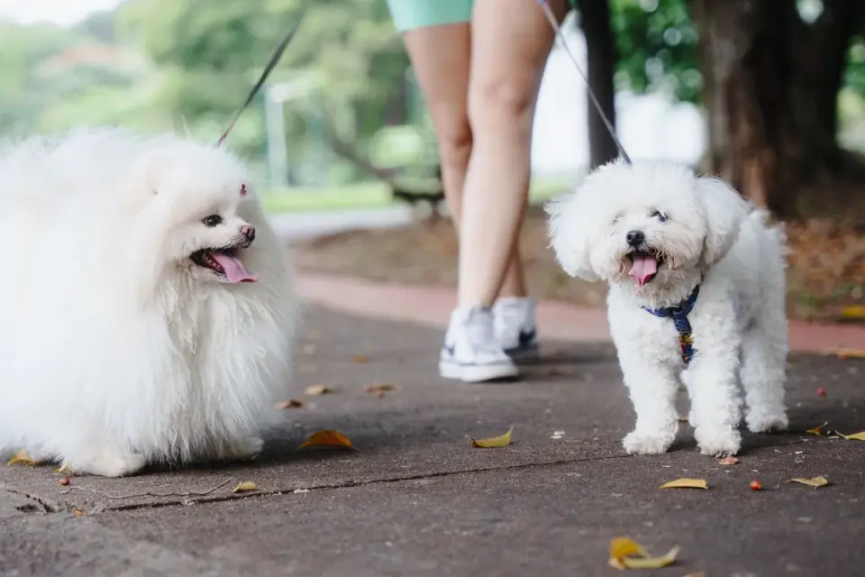 Dog walking with an owner